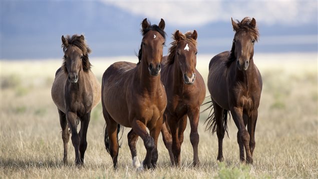 Le cheval à l'état de nature