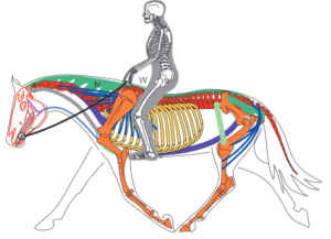 Biomécanique et anatomie du cheval