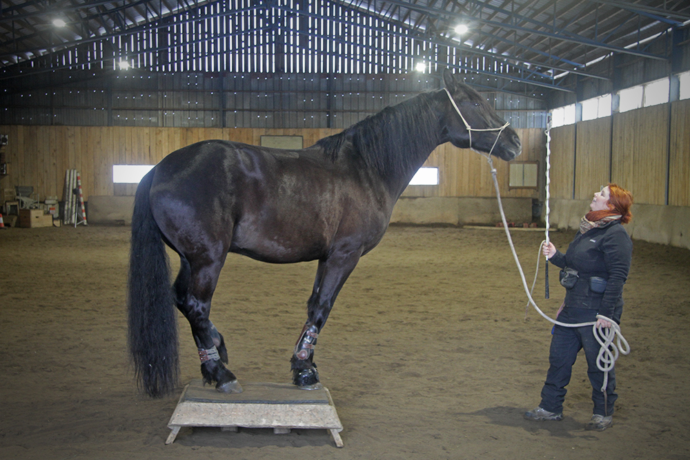 equitation-click-training