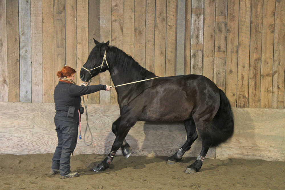 equitation-click-training