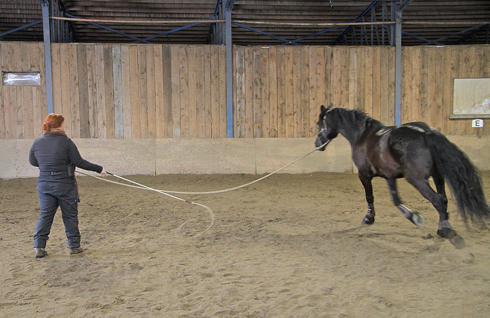 equitation-travail-au-sol