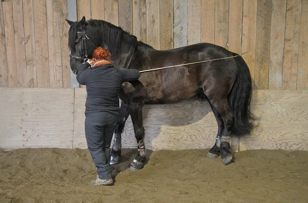 equitation-travail-à-l'épaule 