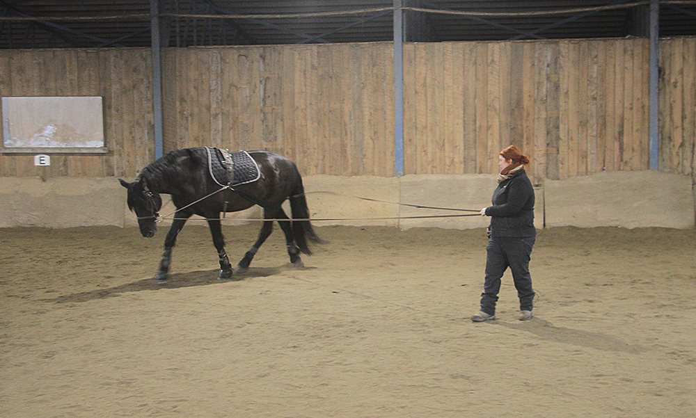 Equitation-travail en rênes longues