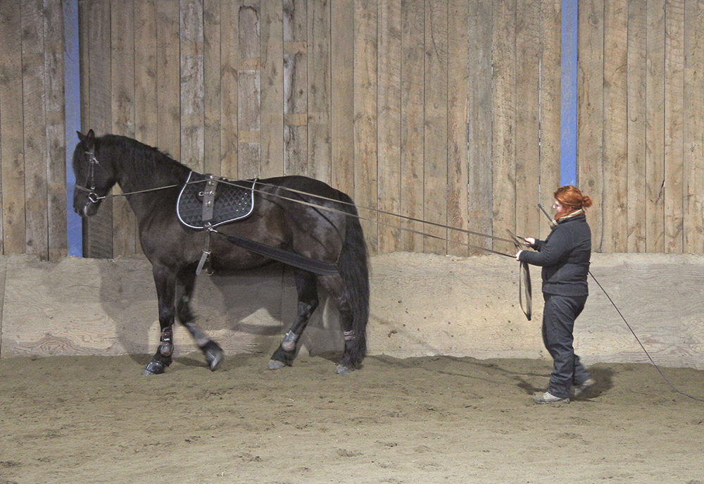 equitation-travail-en-rênes-longue-2