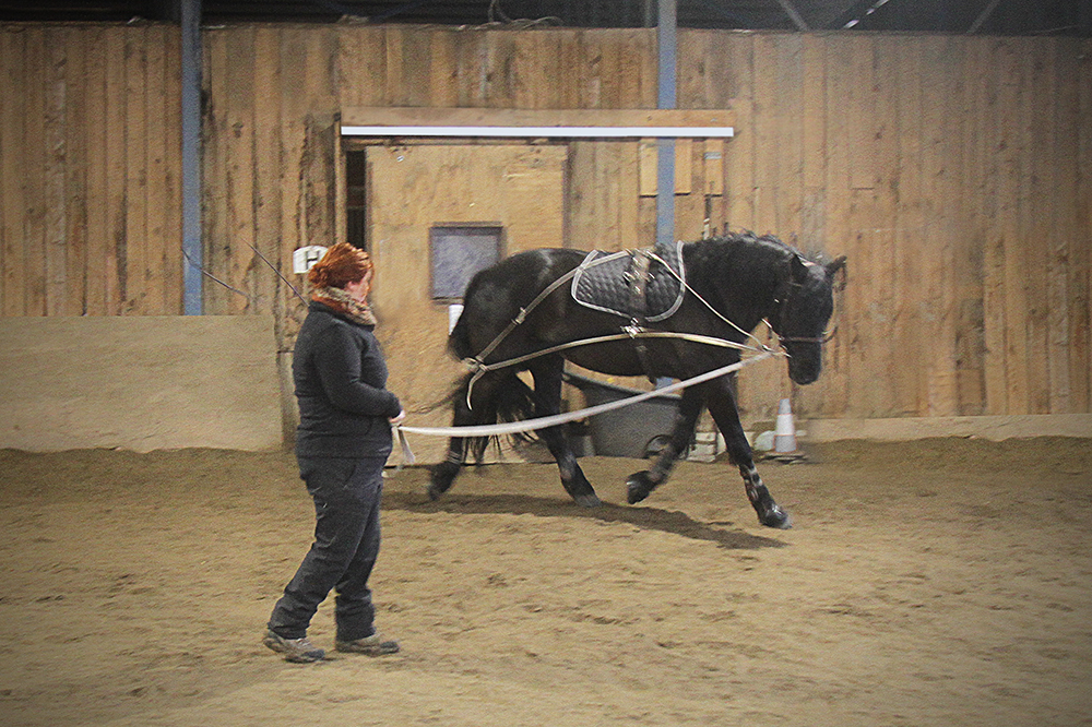 Equitation-travail en longe