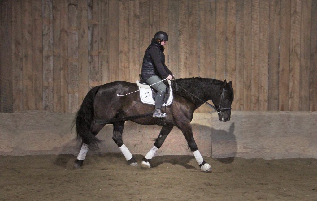 equitation-travail-en-selle