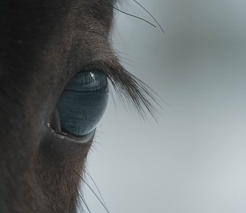 L'oeil du cheval