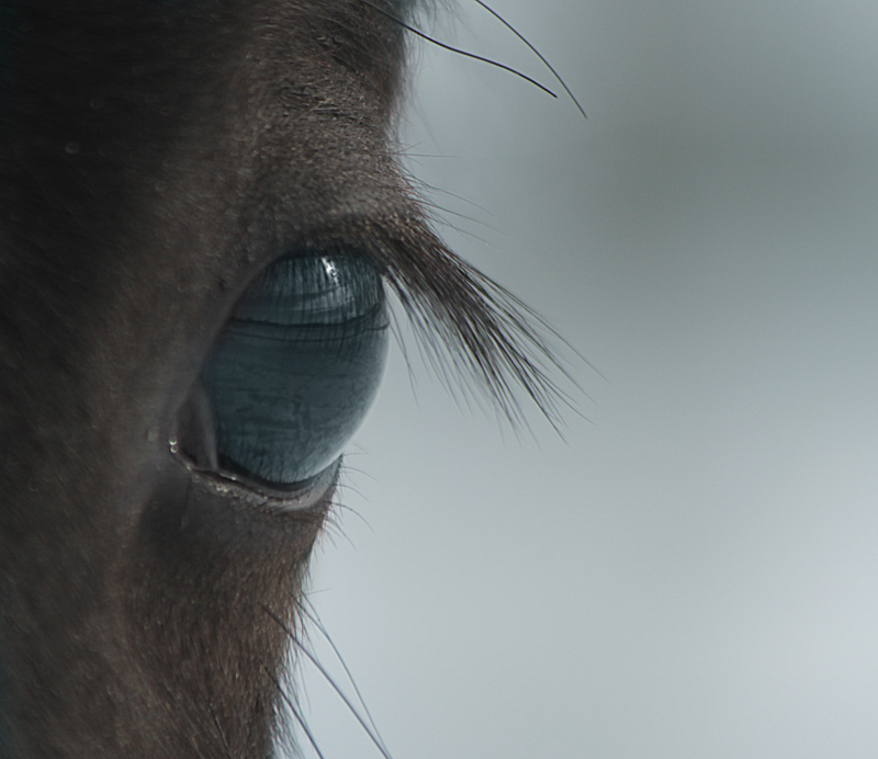 L'oeil du cheval