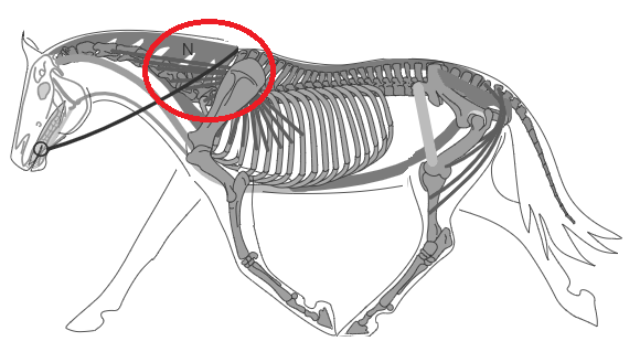 Biomécanique du cheval: la base d'encolure