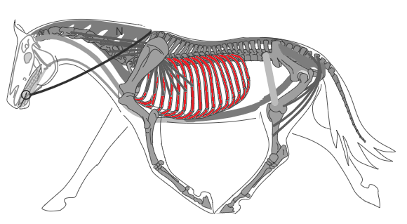 Biomécanique du cheval: la cage thoracique