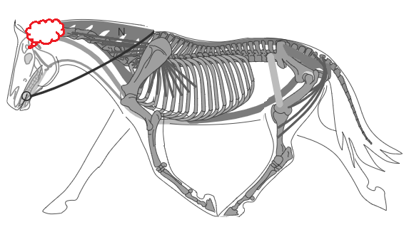 Biomécanique du cheval: le cerveau
