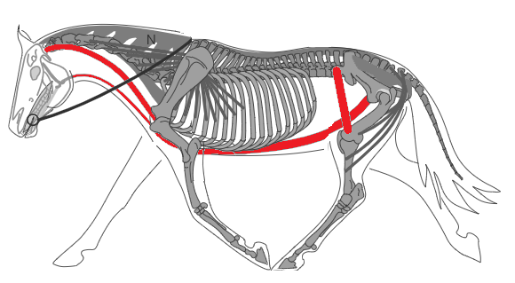 Biomécanique du cheval: chaîne ventrale