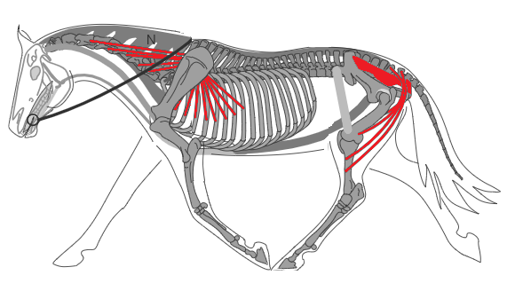 Biomécanique du cheval: chaîne dorsale