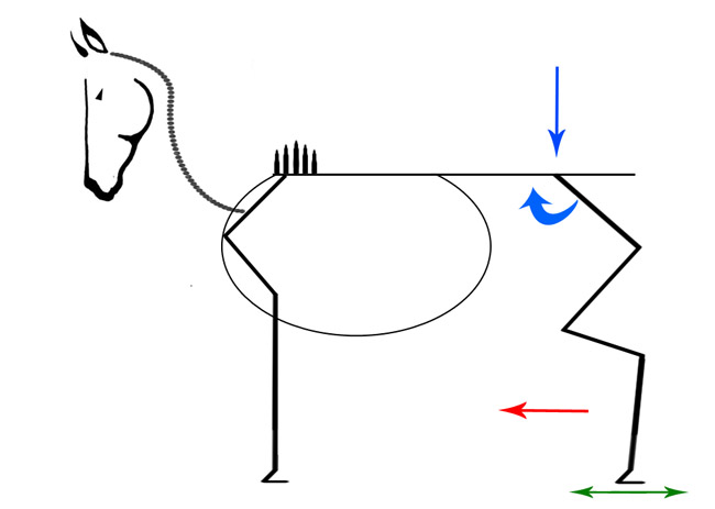 Engagement membres postérieurs cheval