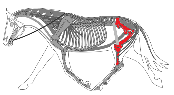 Biomécanique du cheval: les hanches