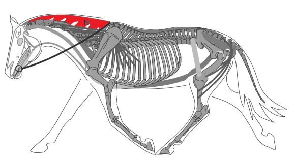 Biomécanique du cheval: ligament nucal