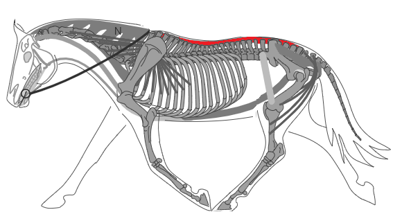 Biomécanique du cheval: ligament supra-épineux