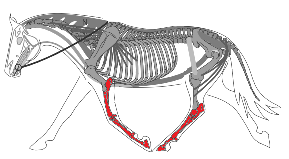 Biomécanique du cheval: membres antérieurs
