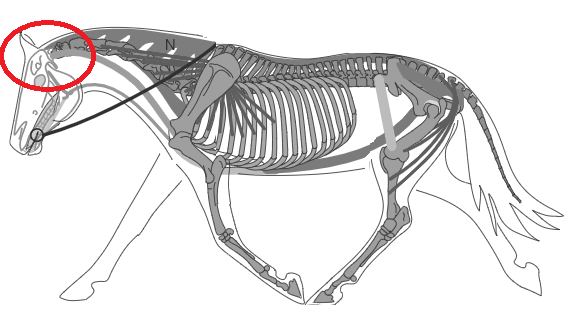 Biomécanique du cheval: la nuque