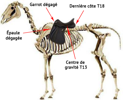 saddle fitting placement de la selle